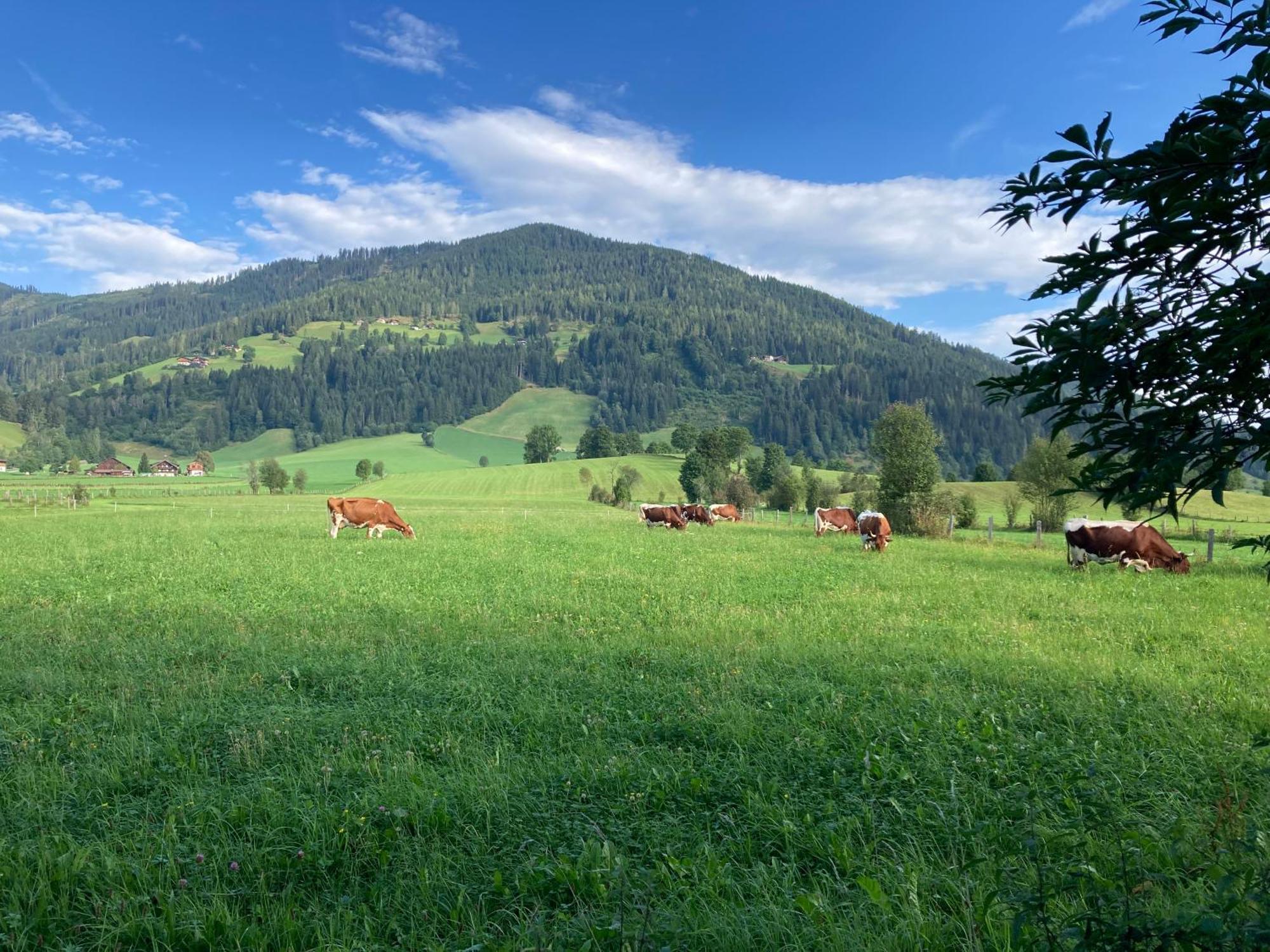 4 Elements Appartmenthaus Monarda Flachau Dış mekan fotoğraf